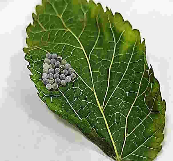 Parasitized eggs of H. halys